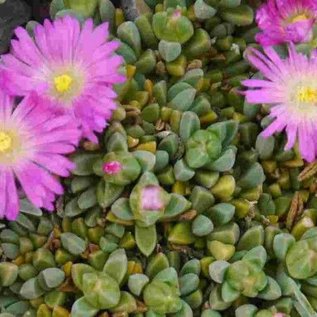 Delosperma cv. Lesotho pink       (dw)