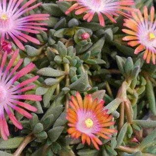 Delosperma cv. Sunrise       (dw)