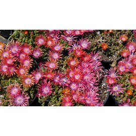 Delosperma cv. Sunrise       (dw)