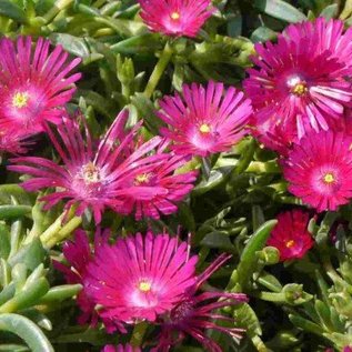 Delosperma cv. Tiffendell KG       (dw)