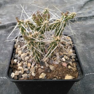 Corynopuntia parishii  LZ 267  W von Cameron, Arizona, USA, 1900 m    (dw)