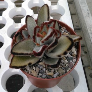 Kalanchoe tomentosa cv. Bruniapicem