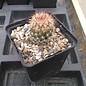 Pediocactus simpsonii-Hybr.       (dw)