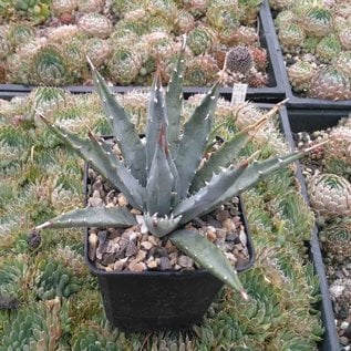 Agave utahensis   w St. George, Utha, 1400 m