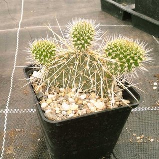 Opuntia hystricina-Hybr. cv. Heidelberg      (dw)