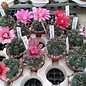 Gymnocalycium baldianum