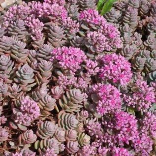 Sedum cyaneum cv. Sachalin      (dw)