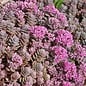 Sedum cyaneum cv. Sachalin      (dw)