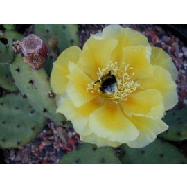 Opuntia humifusa   Point Pelee, Ontario, Kanada    (dw)