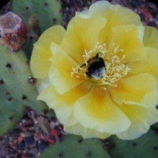 Opuntia humifusa   Point Pelee, Ontario, Kanada    (dw)