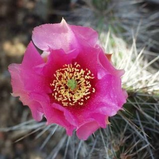 Opuntia hystricina cv. Hagen      (dw)