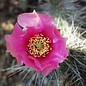 Opuntia hystricina cv. Hagen      (dw)