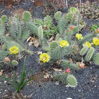 Opuntia hystricina cv. Harburg      (dw)