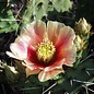 Opuntia macrorhiza f. pottsii DJF 1447 Albuquerque, NM    (dw)