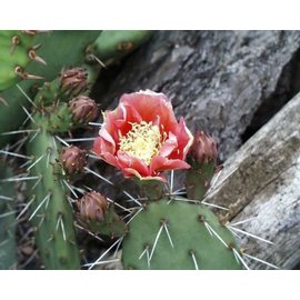 Opuntia phaeacantha cv. Kirschrot      (dw)