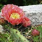 Opuntia phaeacantha salmonea      (dw)