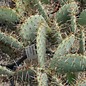 Opuntia phaeacantha Larimer  Co., Colorado    (dw)