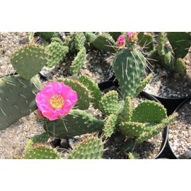 Opuntia polyacantha   Loa Pass, Utah, 2400 m    (dw)