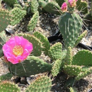 Opuntia polyacantha   Loa Pass, Utah, 2400 m    (dw)