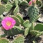 Opuntia polyacantha   Loa Pass, Utah, 2400 m    (dw)