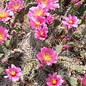 Opuntia polyacantha Wallace      (dw)