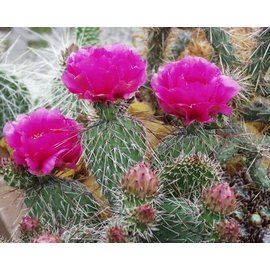 Opuntia hystricina  DJF 1138 Bernalillo Co., New Mexico, USA    (dw)