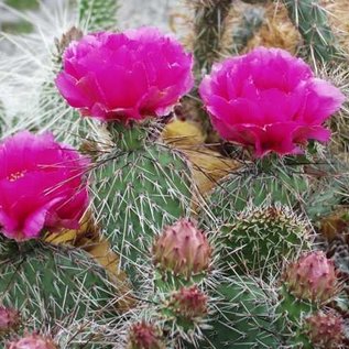 Opuntia hystricina  DJF 1138 Bernalillo Co., NM, USA    (dw)