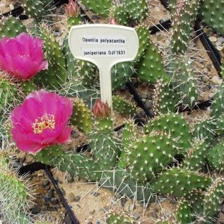 Opuntia polyacantha v. juniperina DJF 1631 Keams Canyon, Arizona, USA    (dw)