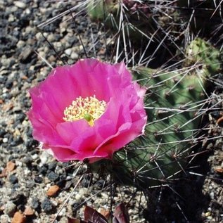 Opuntia rhodantha v. nigra      (dw)