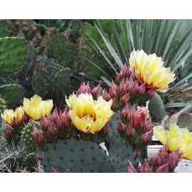 Opuntia violacea       (dw)