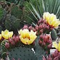 Opuntia violacea       (dw)