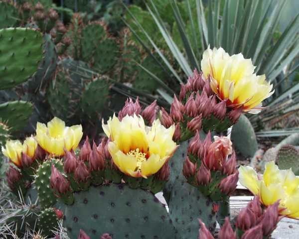 Opuntia violacea (dw) - Uhlig Kakteen - Über 5000 verschiedene Arten