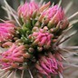 Cylindropuntia imbricata cv. Pinky      (dw)