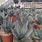 Agave havardiana XL      (dw)