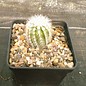 Echinocereus reichenbachii  Hybr. Widmeier     (dw)