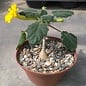 Uncarina roeoesliana