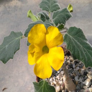 Uncarina roeoesliana