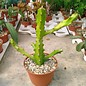 Euphorbia mayuranathani   Indien