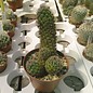 Mammillaria alamensis  L 1401