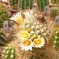 Mammillaria alamensis  L 1401