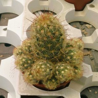 Mammillaria elongata cv. Anguinea