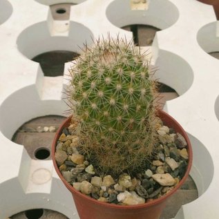 Mammillaria fraileana   Isla Espiritu Santo