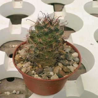 Mammillaria fraileana