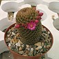 Mammillaria matudae