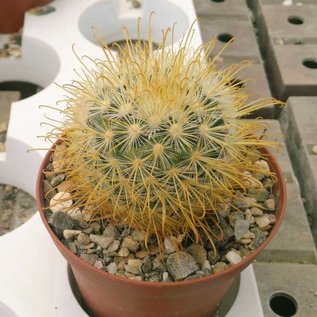 Mammillaria moelleriana v. cowperae cv. Gelbe Dornen