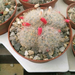 Mammillaria prolifera v. hartiensis  Cerru Cajababo