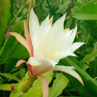 Epiphyllum-Hybr. Fringe of Gold