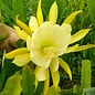 Epiphyllum-Hybr. Sizilia