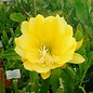 Epiphyllum-Hybr. Yellow Gem