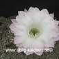 Echinopsis-Hybr. Paramount weiß